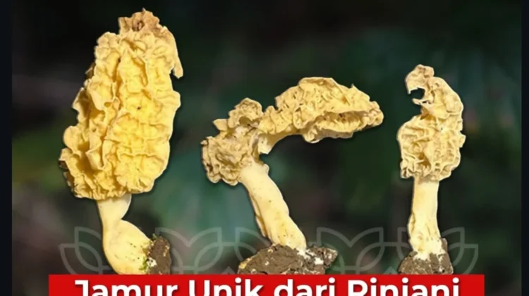 BRIN Temukan Jamur Morel Tropis Pertama di Indonesia, Bernama Morchella rinjanien