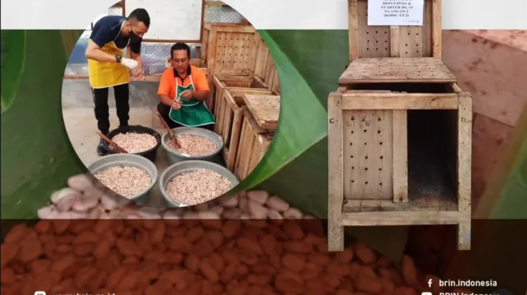 Mikrobia Lokal Gunungkidul Pacu Kualitas Biji Kakao Jadi Cokelat Probiotik