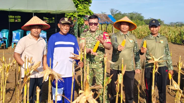 Yonif TP 892 Vikasa Sena Gelar Panen Raya Jagung