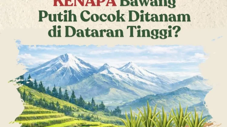 Mengapa Bawang Putih Lebih "Bahagia" di Dataran Tinggi?
