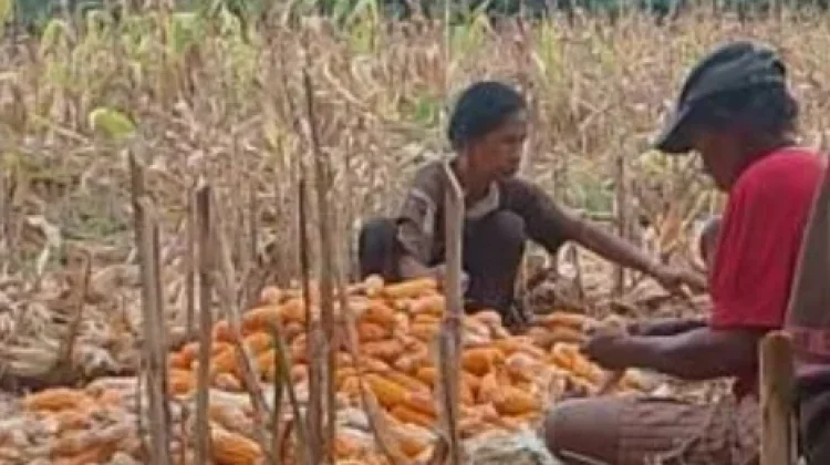 Petani di Way Kanan Didorong Beradaptasi dengan Perubahan Iklim