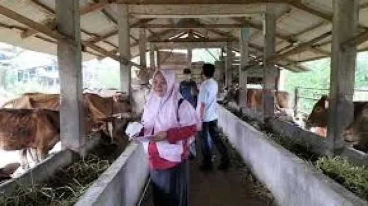 TPHP Way Kanan Perketat Strategi Cegah Penyebaran PMK