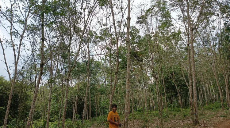 Hamparan Kebun Karet Jadi Penopang Penghasilan