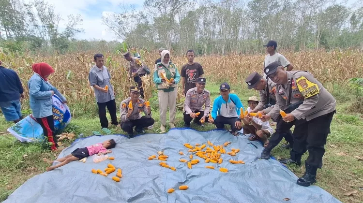 Polsek Buay Bahuga Dampingi Panen Raya Jagung Kuartal II 2026