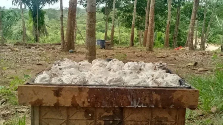 Harga Karet di Way Kanan Naik Jadi Rp14.500 per Kg