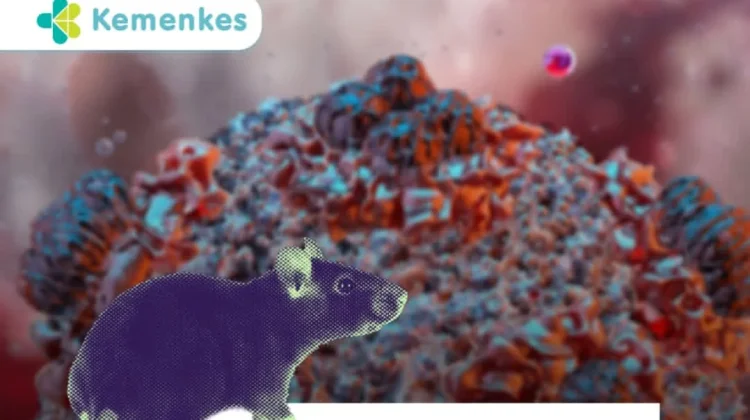 Cara Mencegah Virus Hanta