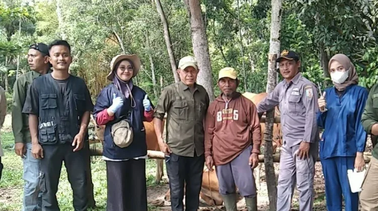 Jelang Idul Adha, Pemkab Way Kanan Perketat Pengawasan Lalu Lintas Ternak