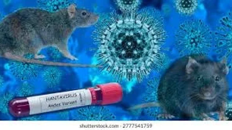 Dinkes Way Kanan Jelaskan Gejala dan Penanganan Virus Hanta