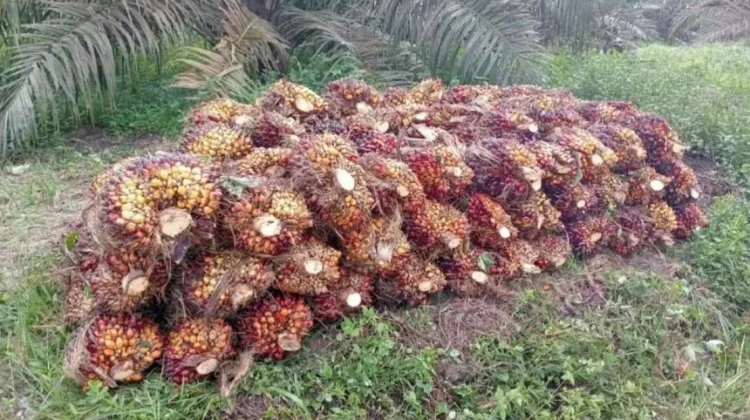 Petani Sawit Way Kanan Keluhkan Turunnya Harga TBS