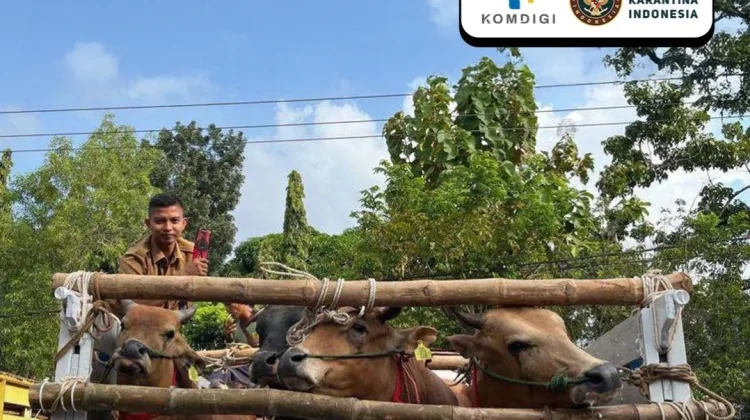 Prosedur Lalu Lintas Hewan Kurban Idul Adha