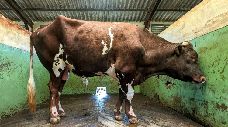 Gejala Hewan Kurban Terinfeksi Lumpy Skin Disease