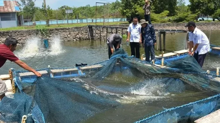 Pemkab Way Kanan Perluas Distribusi Benih Ikan