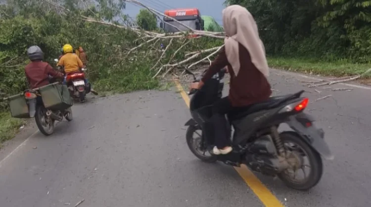 Pohon Tumbang Akibatkan Arus Lalin di Jalinteng Way Kanan Sempat Terhambat