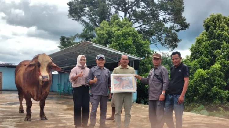 Sapi Kurban Bantuan Presiden Tiba di Kasui jelang Iduladha