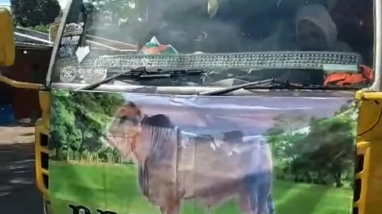 Sapi Kurban Presiden di Way Kanan Capai Berat 1,03 Ton