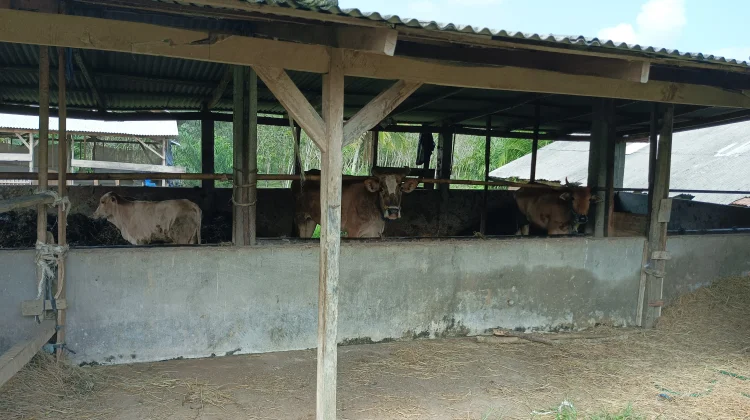 Peternak Sapi Lokal Kembangkan Usaha untuk Penuhi Kebutuhan Pasar