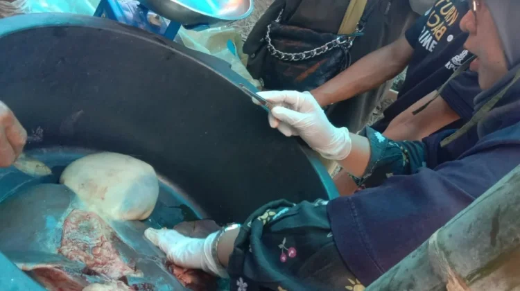 Sapi Kurban Kampung Tanjung Harapan Dipastikan Terbebas Infeksi Cacing Hati