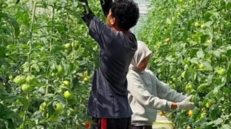 Penyuluh Pertanian Dorong Regenerasi Petani di Way Kanan