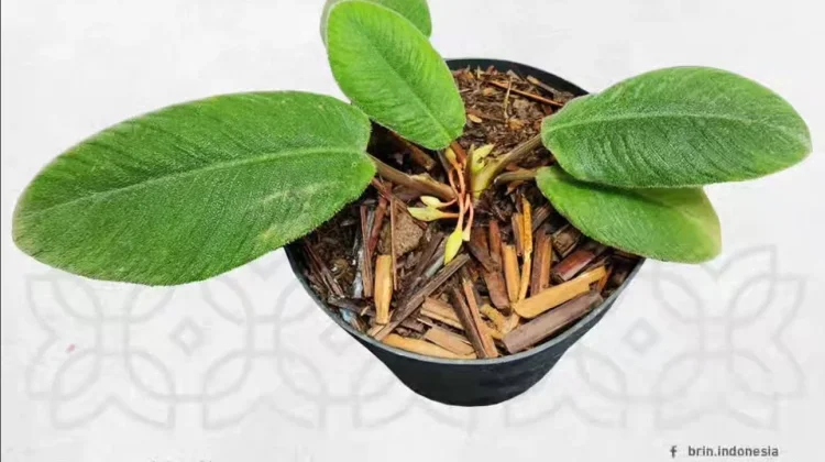 Homalomena lingua-felis, Si Daun Lidah Kucing dari Tapanuli yang Terancam Punah