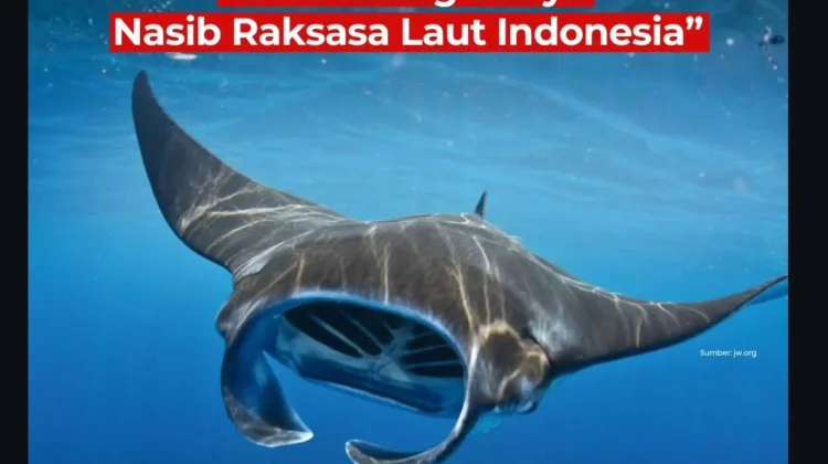 CITES Tingkatkan Perlindungan Pari Manta ke Apendiks I, BRIN Apresiasi Langkah Glo