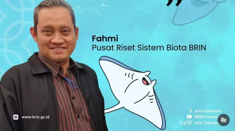 BRIN: Wisata Pari Manta Harus Terkelola, Jangan Sampai Merusak Habitat