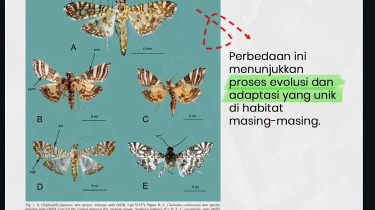 BRIN Temukan Dua Spesies Ngengat Endemik Baru dari Papua dan Sulawesi