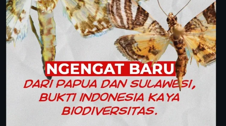 BRIN: Dua Ngengat Endemik Papua dan Sulawesi Rentan Punah akibat Deforestasi