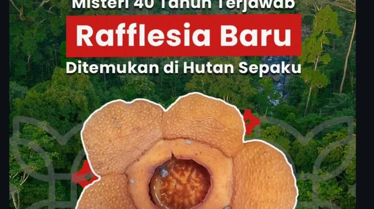 Rafflesia harjatii Endemik Sepaku, BRIN Ingatkan Pentingnya Jaga Hutan