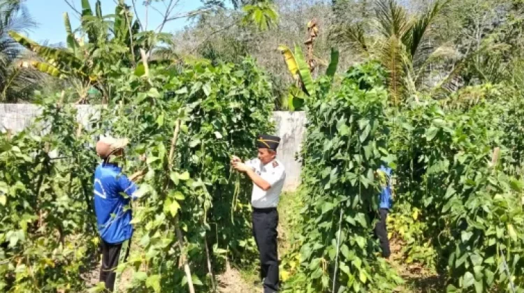 Panen Perdana, Lapas Way Kanan Hasilkan 72 Kg Kacang Panjang