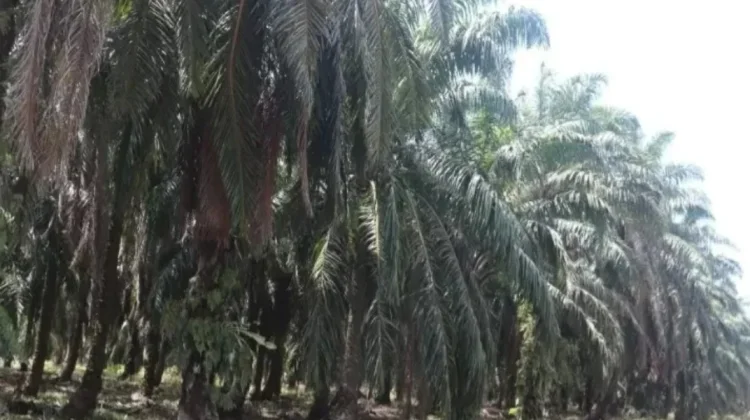 Program PSR Dorong Produktivitas Sawit Rakyat di Way Kanan