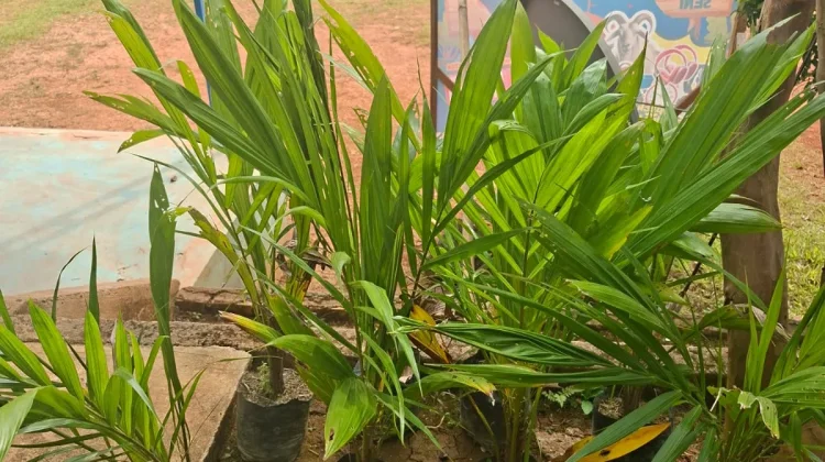 SMPN 7 Banjit Terima Bantuan Bibit Pohon untuk Penghijauan