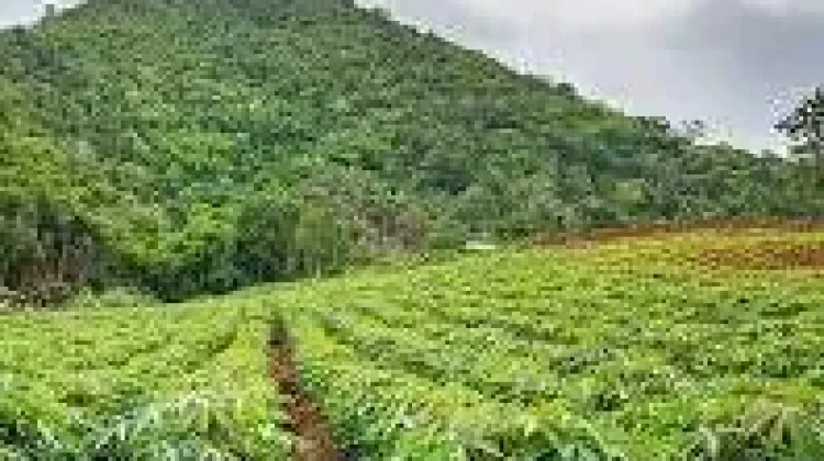 Dinas TPHP Way Kanan Kawal Harga Singkong Sesuai Aturan