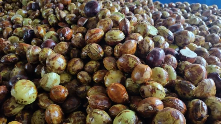 Jengkol Tetap Menjadi Primadona di Pasar Tradisional