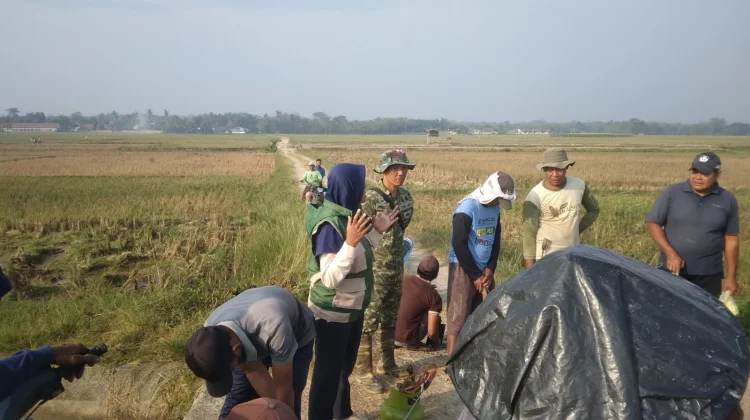Cegah Kerusakan Padi, Babinsa dan Warga di Way Kanan Basmi Hama Tikus