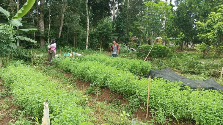 Tantangan Petani Kemangi Hadapi Musim Kemarau