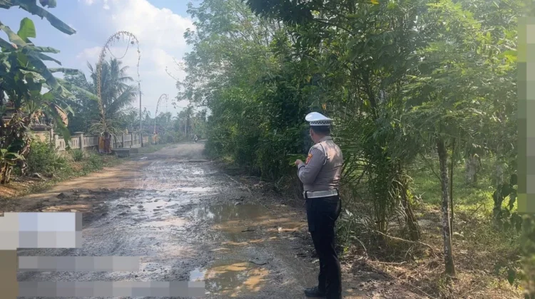Truk Angkut 100 Ekor Babi Terguling di Banjit Way Kanan