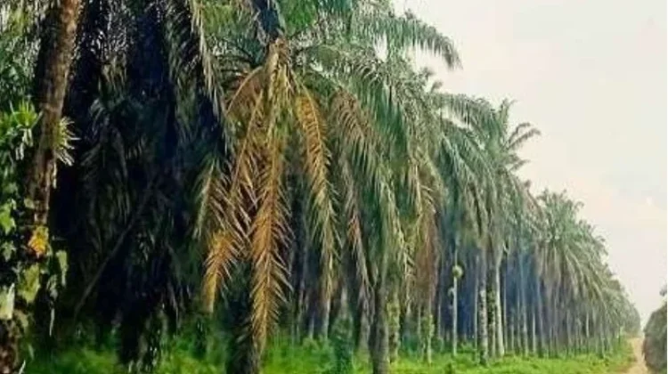 Legalitas Lahan Jadi Kendala Program Peremajaan Sawit di Way Kanan