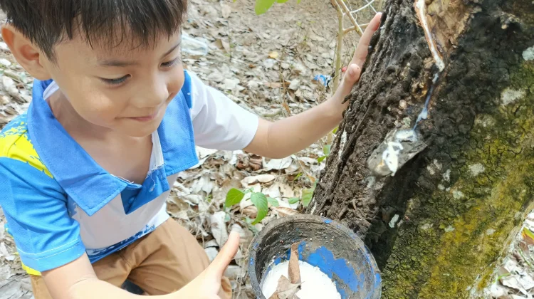 Harga Karet Naik, Petani Hadapi Dilema Hasil Getah Menurun akibat Kemarau