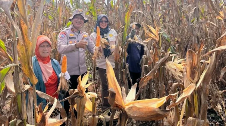 Polsek Negara Batin dan PPL Panen Jagung Dukung Ketahanan Pangan
