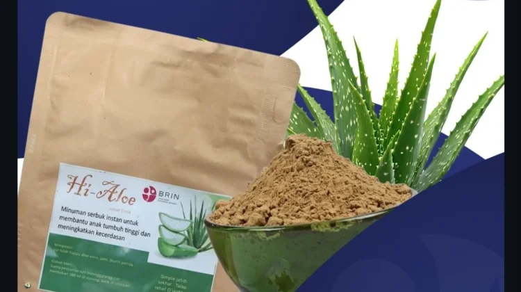 Serbuk Lidah Buaya BRIN Kaya Omega, Cegah Stunting pada Anak