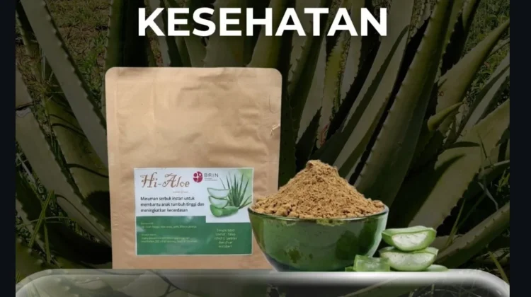 BRIN Hadirkan Serbuk Lidah Buaya Instan, Praktis dan Bergizi