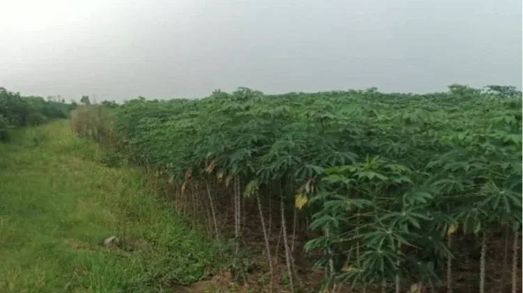 Lima Kecamatan Jadi Sentra Budidaya Singkong di Kabupaten Way Kanan