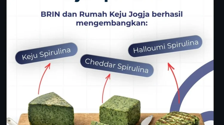 BRIN Gandeng Rumah Keju Jogja Ciptakan Keju Artisan Berbahan Spirulina