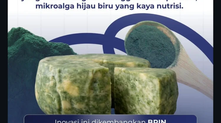 Keju Spirulina BRIN Tingkatkan Nilai Jual Susu Peternak Lokal