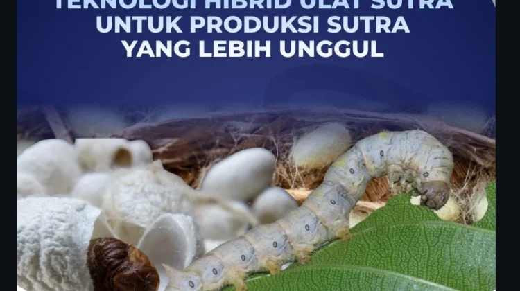 BRIN Kembangkan Hibrid Ulat Sutra Unggul, Kokon Lebih Banyak dan Tahan Penyakit