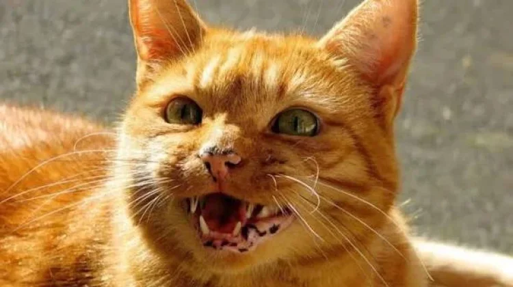 Gandeng Provinsi, DKP3 Metro Amankan Kuota Vaksin Rabies