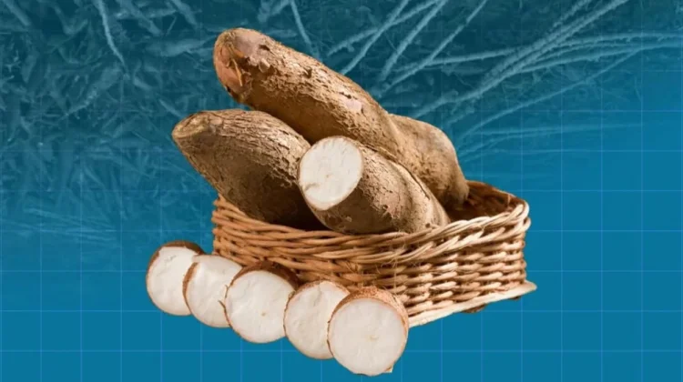 Potensi Singkong Tingkatkan Ekonomi dan Ketahanan Pangan