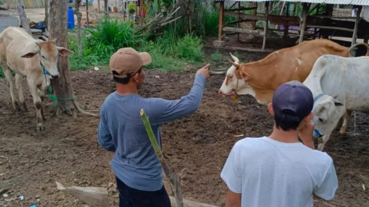 Peternak Diminta Patuhi Peraturan Lalu Lintas Ternak
