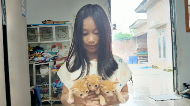 Apa yang Harus Dilakukan saat Digigit Kucing