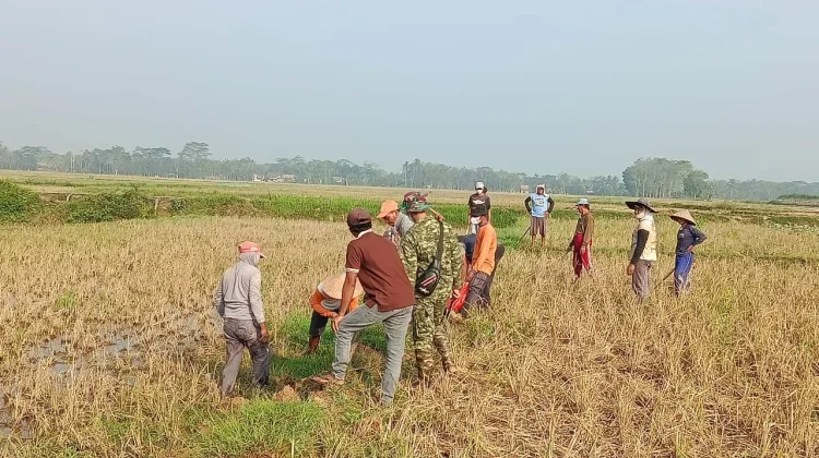 Hama Tikus Ancam Hasil Panen, Petani Perkuat Gotong Royong Pengendalian
